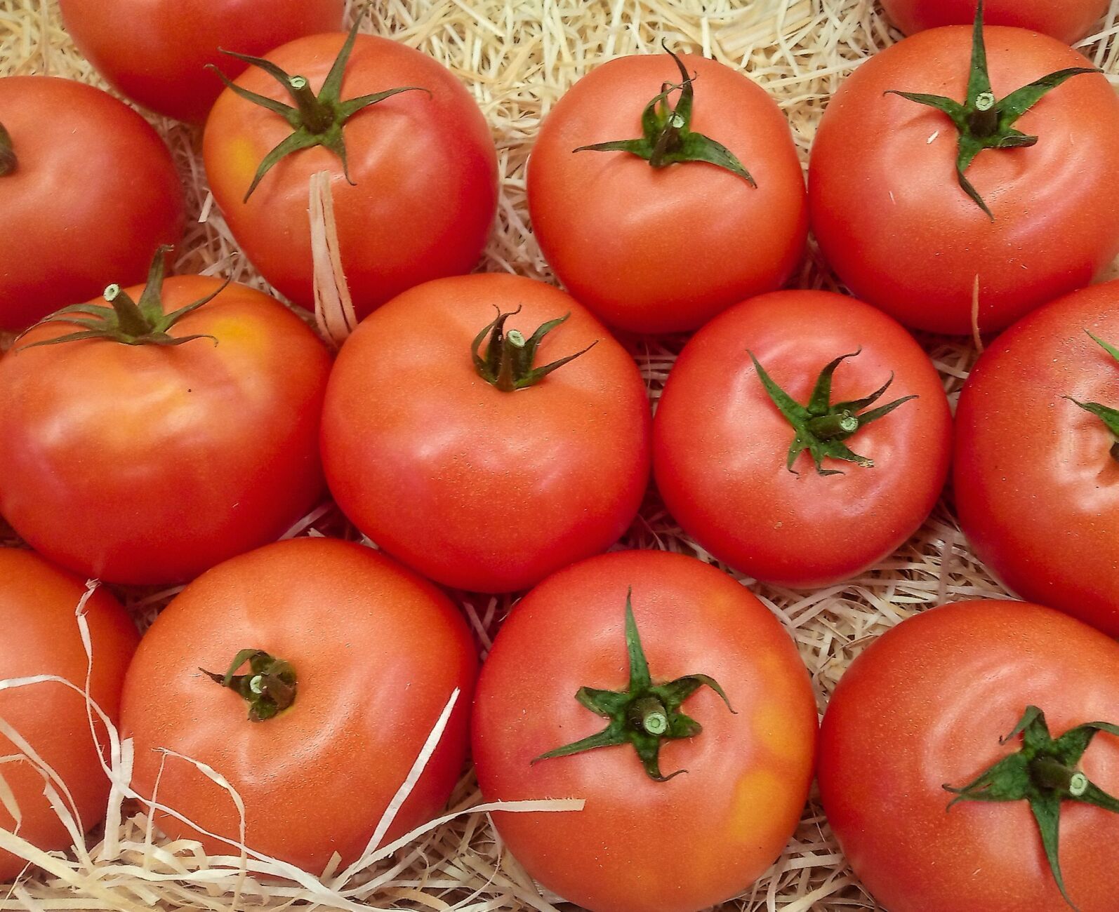 Summer Tomatoes